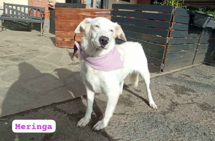 PIOSSASCO - Meringa, dolce cagnetta sorda cerca casa