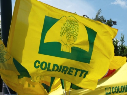 COLDIRETTI - Il maltempo ha nuovamente colpito duramente le coltivazioni