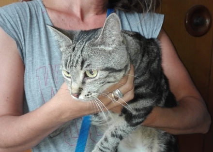 NICHELINO - Dopo la tragedia di via Juvarra, la gatta di casa è rimasta sola