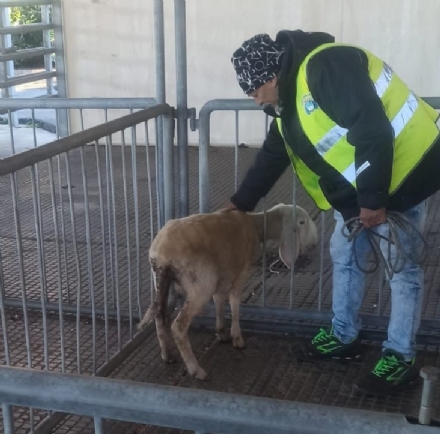 CARMAGNOLA - Pecorella venduta illegalmente scappa e vaga per la città, presa e portata al sicuro