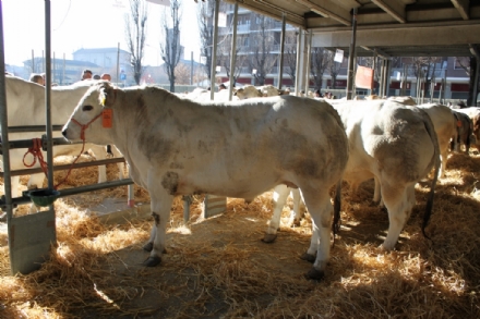 CARMAGNOLA - Domenica 15 dicembre la festa della carne bovina e del porro