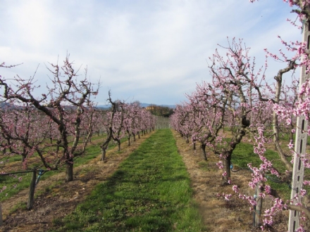PROVINCIA - Caldo anomalo, in pericolo la produzione di frutta e la sopravvivenza delle api