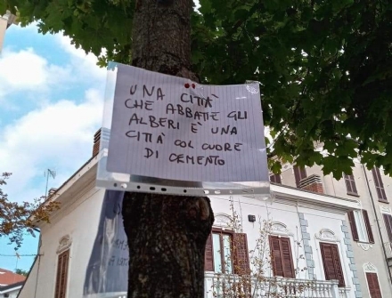 MONCALIERI - «Nessun abbattimento di alberi sani in Viale Porta Piacentina»