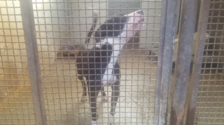 PIOSSASCO - Pitbull azzanna volontaria della Croce blu