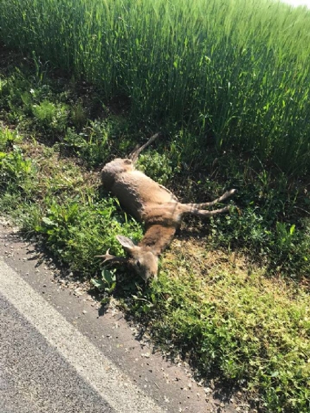 RIVALTA - Allarme per i camosci al Dojrone: investito e ucciso un esemplare