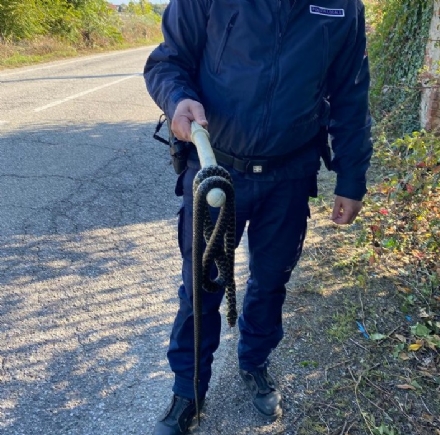LA LOGGIA - 'Aiuto c'è un serpente enorme' ma era già morto