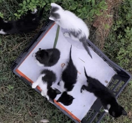 VIRLE - Gattini ritrovati a San Pancrazio: appello per adottarli