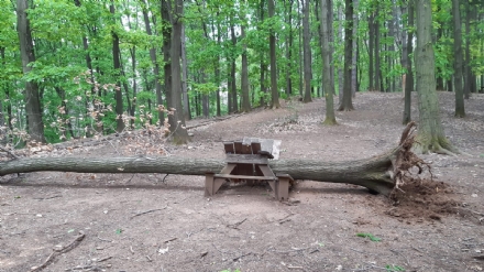 PIOSSASCO - Crolla albero sull'area Pic Nic del Monte San Giorgio: il Comune chiude la zona