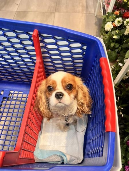 NICHELINO - Al Carrefour arrivano i carrelli della spesa con trasportino per il proprio cane