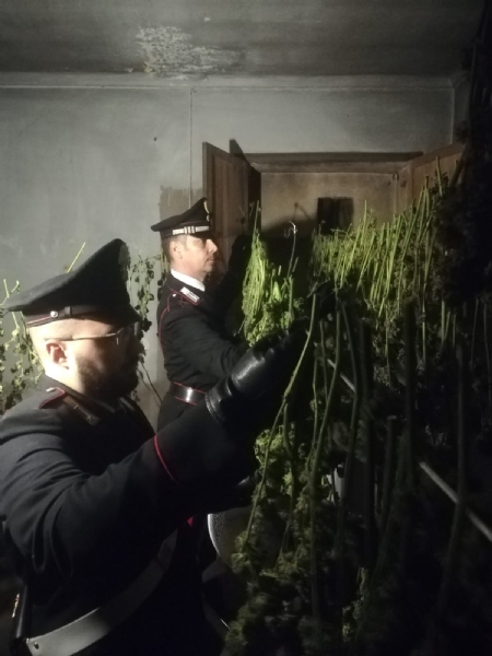 CANDIOLO - La cascina abbandonata trasformata da due albanesi in un laboratorio della marijuana - FOTO e VIDEO