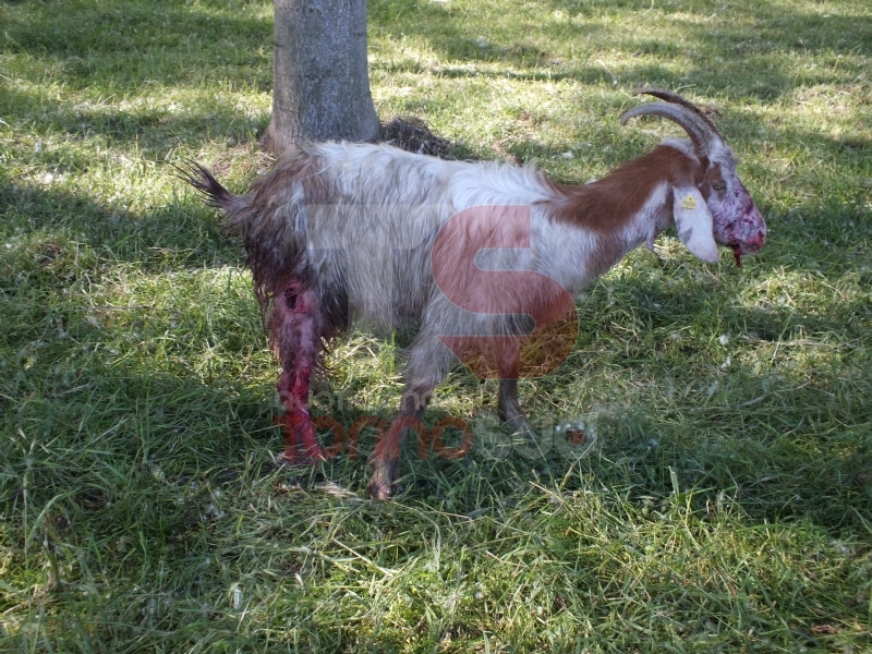 VINOVO - Pitbull impazzito fa strage di pecore in un agriturismo: era scappato al controllo dei padroni