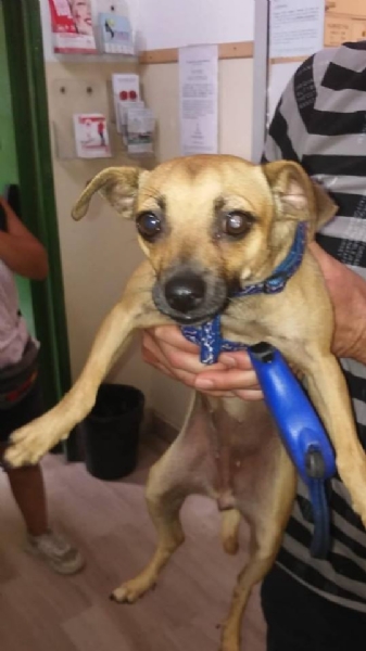 NICHELINO - Cagnolino terrorizzato salvato dagli agenti della polizia municipale