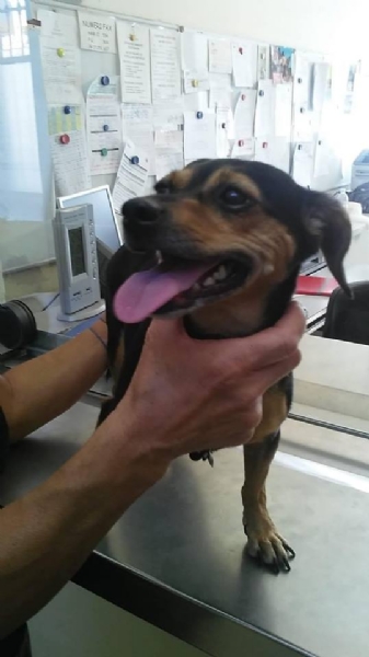 NICHELINO - Cagnolina ritrovata in via Mentana: il proprietario è irreperibile