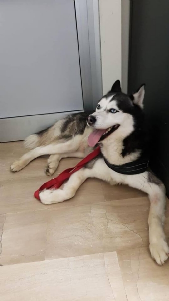 NICHELINO - Appello per un bellissimo Siberian Husky ritrovato vicino al Carrefour