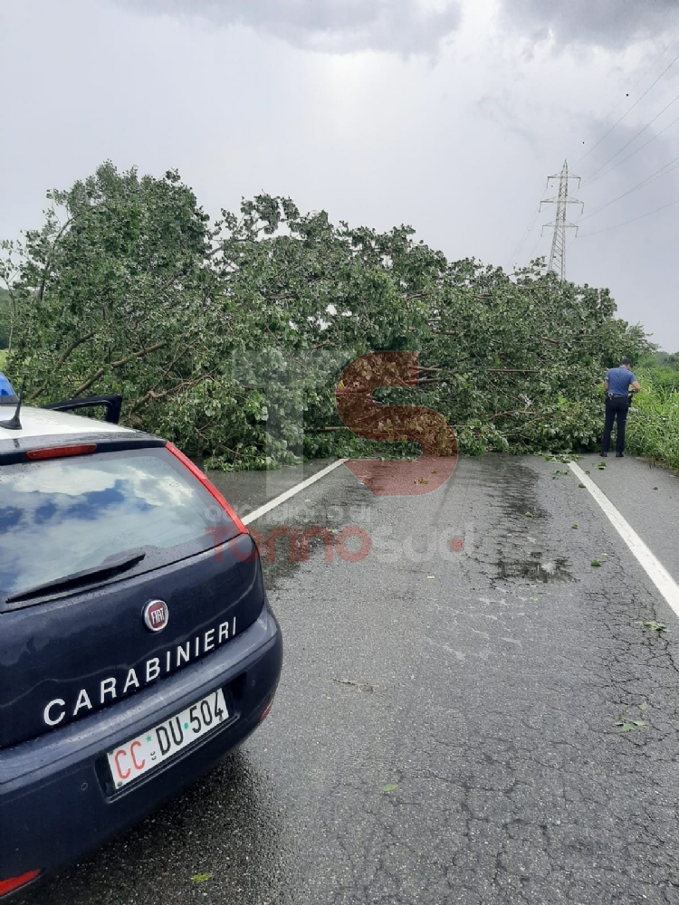 TROMBA D'ARIA - In campo anche i trattori per rimuovere le centinaia di alberi caduti - LE FOTO -