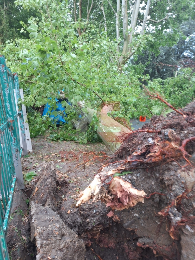 TROMBA D'ARIA - In campo anche i trattori per rimuovere le centinaia di alberi caduti - LE FOTO -