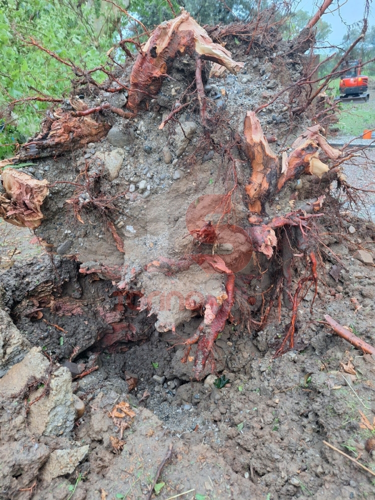 TROMBA D'ARIA - In campo anche i trattori per rimuovere le centinaia di alberi caduti - LE FOTO -