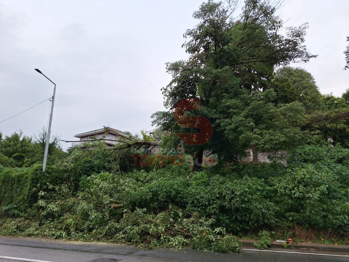 TROMBA D'ARIA - In campo anche i trattori per rimuovere le centinaia di alberi caduti - LE FOTO -