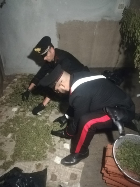 CANDIOLO - La cascina abbandonata trasformata da due albanesi in un laboratorio della marijuana - FOTO e VIDEO