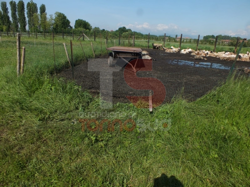 VINOVO - Pitbull impazzito fa strage di pecore in un agriturismo: era scappato al controllo dei padroni
