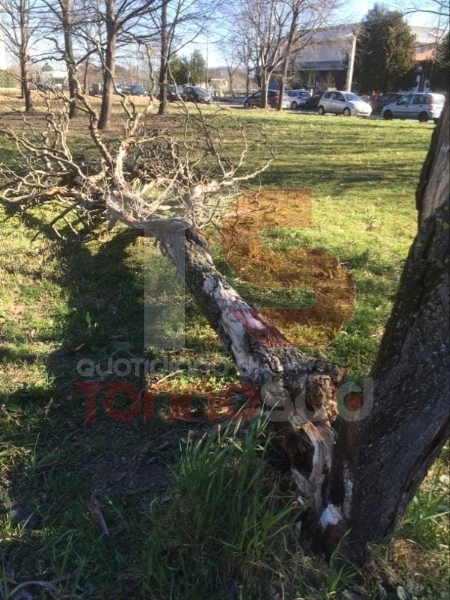 VENTO FORTE - Decine di interventi dei vigili del fuoco: alberi caduti a Nichelino e Beinasco