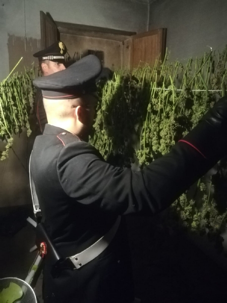 CANDIOLO - La cascina abbandonata trasformata da due albanesi in un laboratorio della marijuana - FOTO e VIDEO