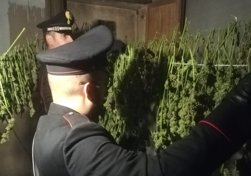 CANDIOLO - La cascina abbandonata trasformata da due albanesi in un laboratorio della marijuana - FOTO e VIDEO