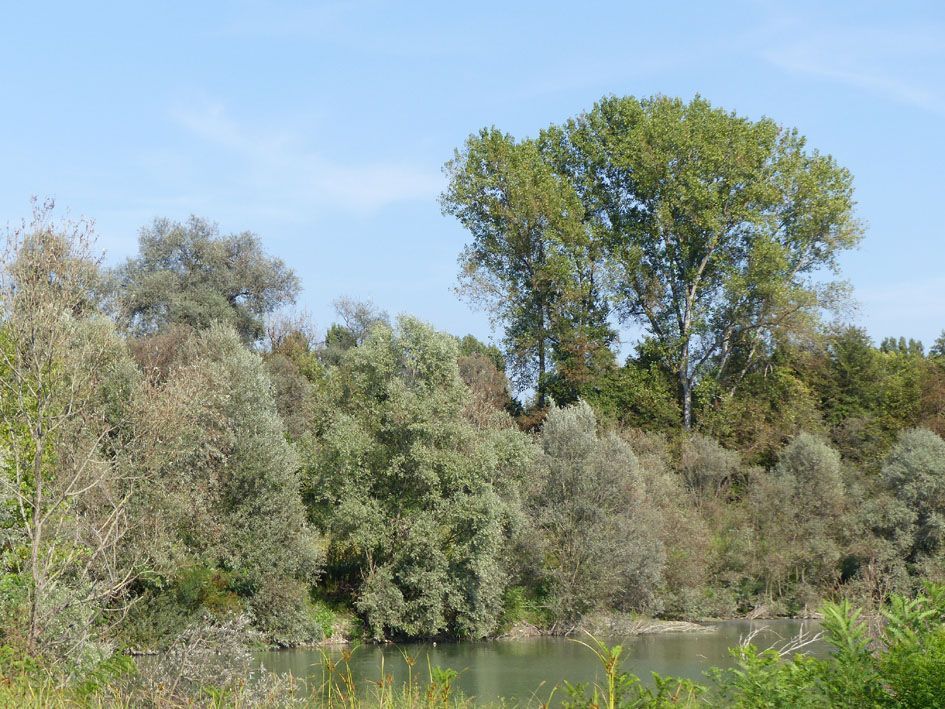 AMBIENTE Nuove Porzioni Della Foresta Condivisa Del Po Piemontese A 