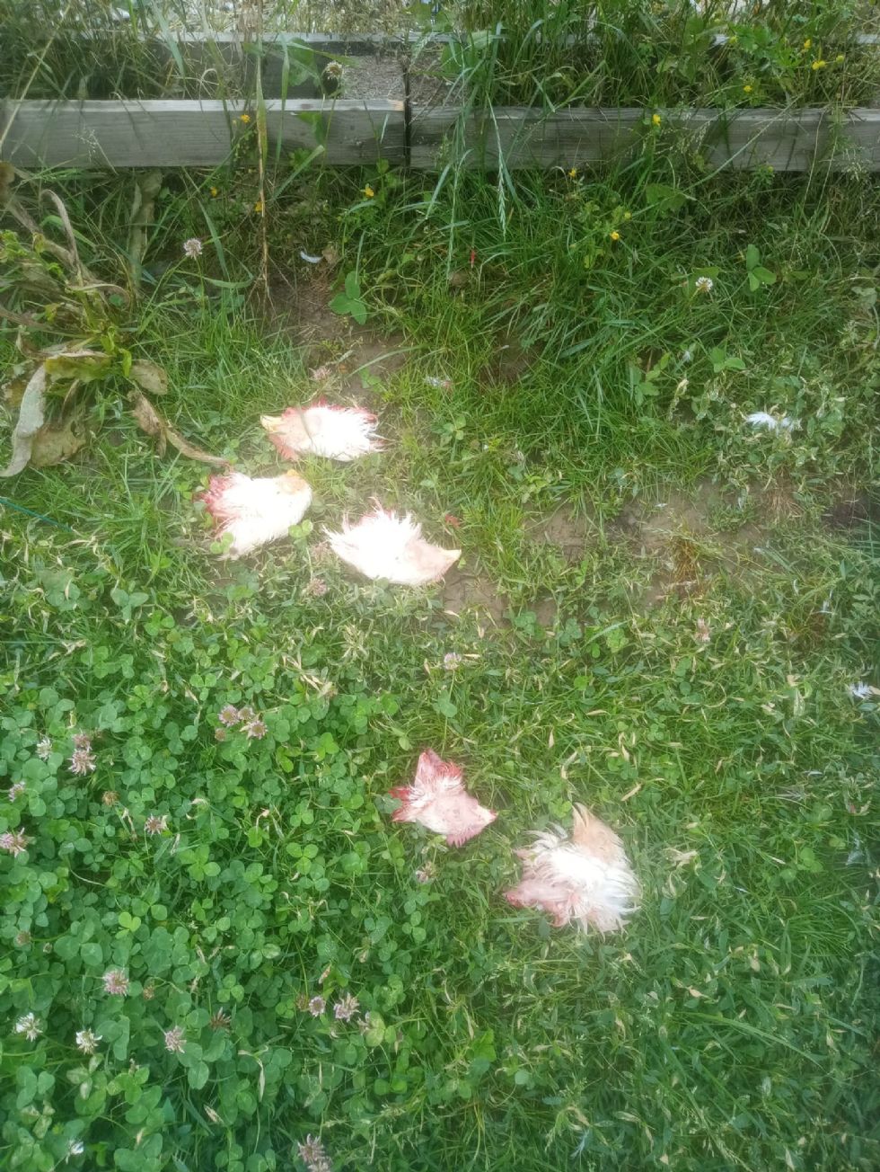 RIVALTA - Maxi furto a Cascina Mellano, rubati trattori e decapitati i polli