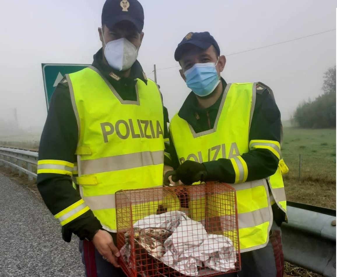 MONCALIERI - Rapace ferito precipita in autostrada: salvato da una pattuglia della polizia stradale