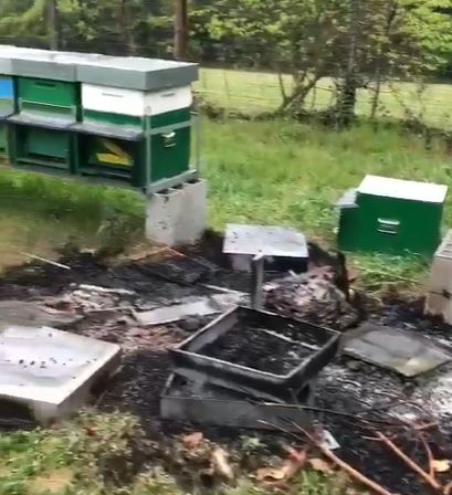 TROFARELLO - Arnie bruciate da vandali: grave danno all'ecosistema