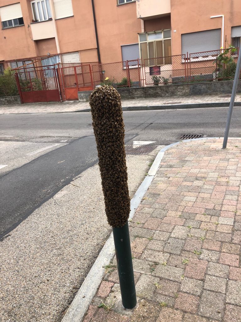 MONCALIERI - Il palo sul marciapiede si trasforma in un maxi alveare