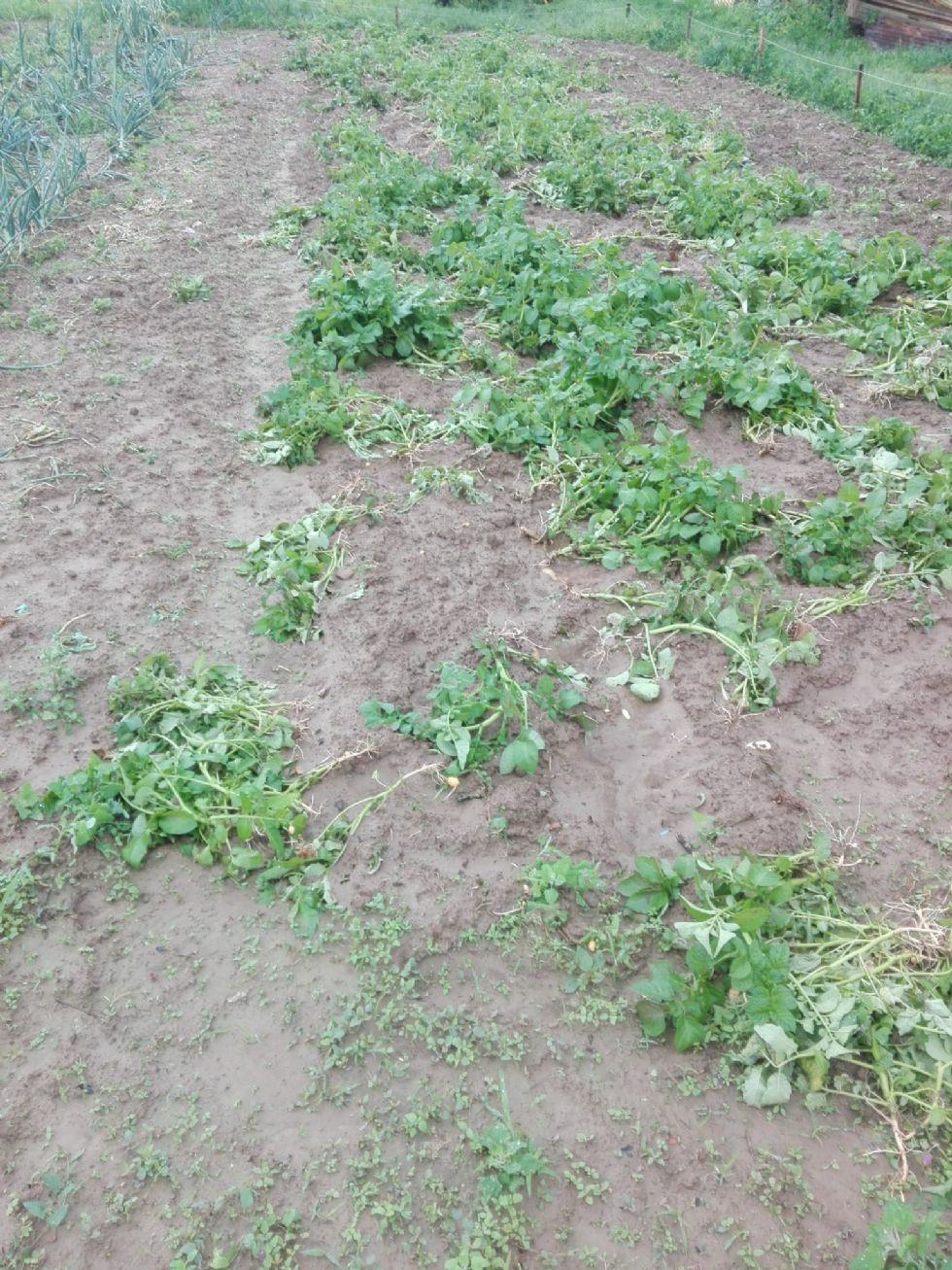 MONCALIERI - Allarme cinghiali al confine con Trofarello: distrutti i raccolti