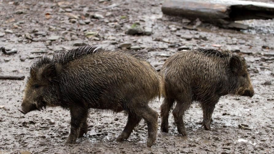 MONCALIERI - Stop ai cinghiali troppo vicini alle case: due sono stati abbattuti, gli altri sono scappati oltre il Po