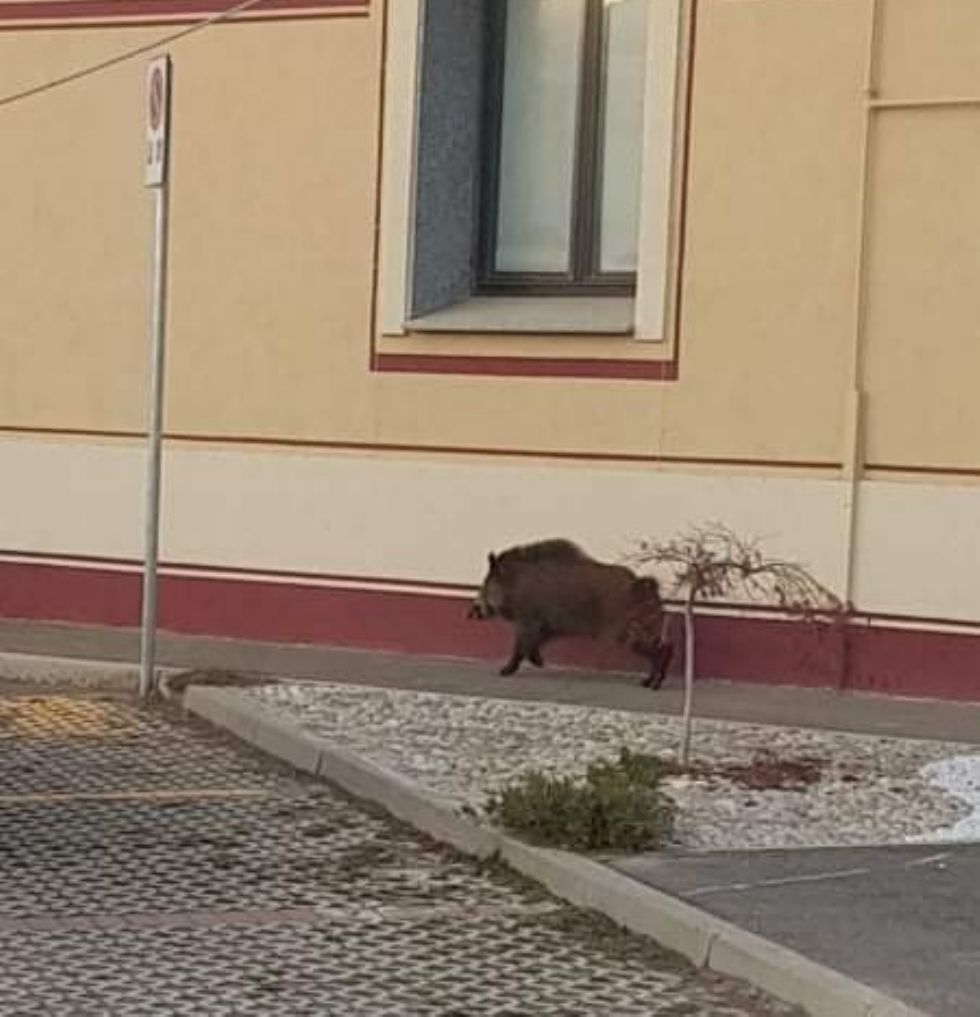 BRUINO - Cinghiale passeggia tranquillamente vicino Cascina Lora