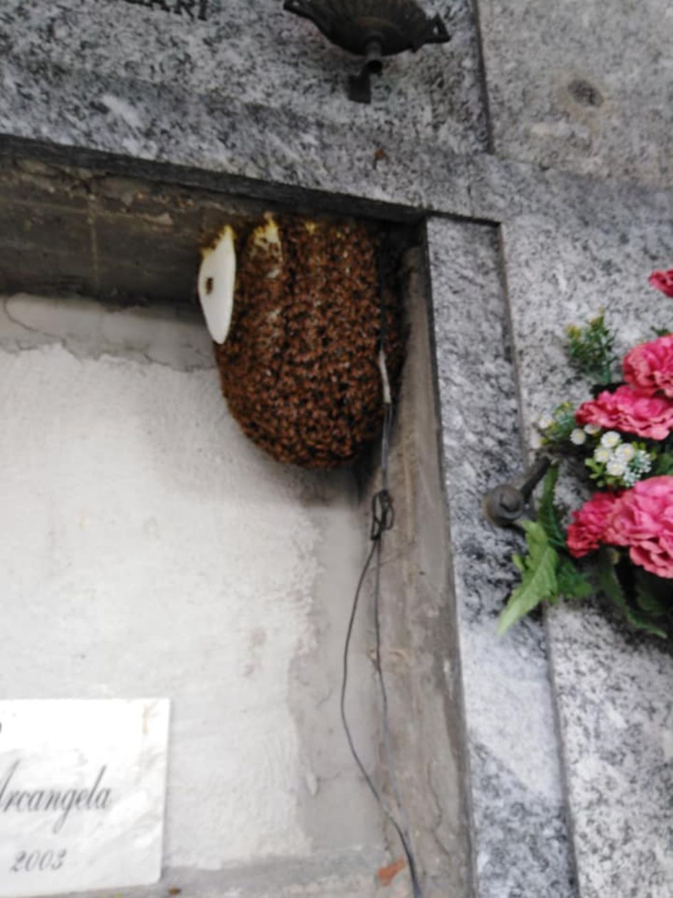 RIVALTA - Le api fanno l'alveare al cimitero e qualcuno tenta di incendiarlo