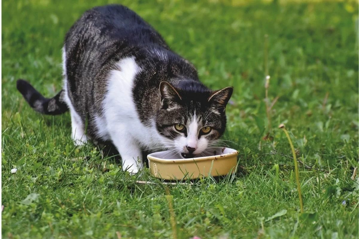 MONCALIERI - Senza soldi per i suoi gattini, ruba le scatolette al supermercato