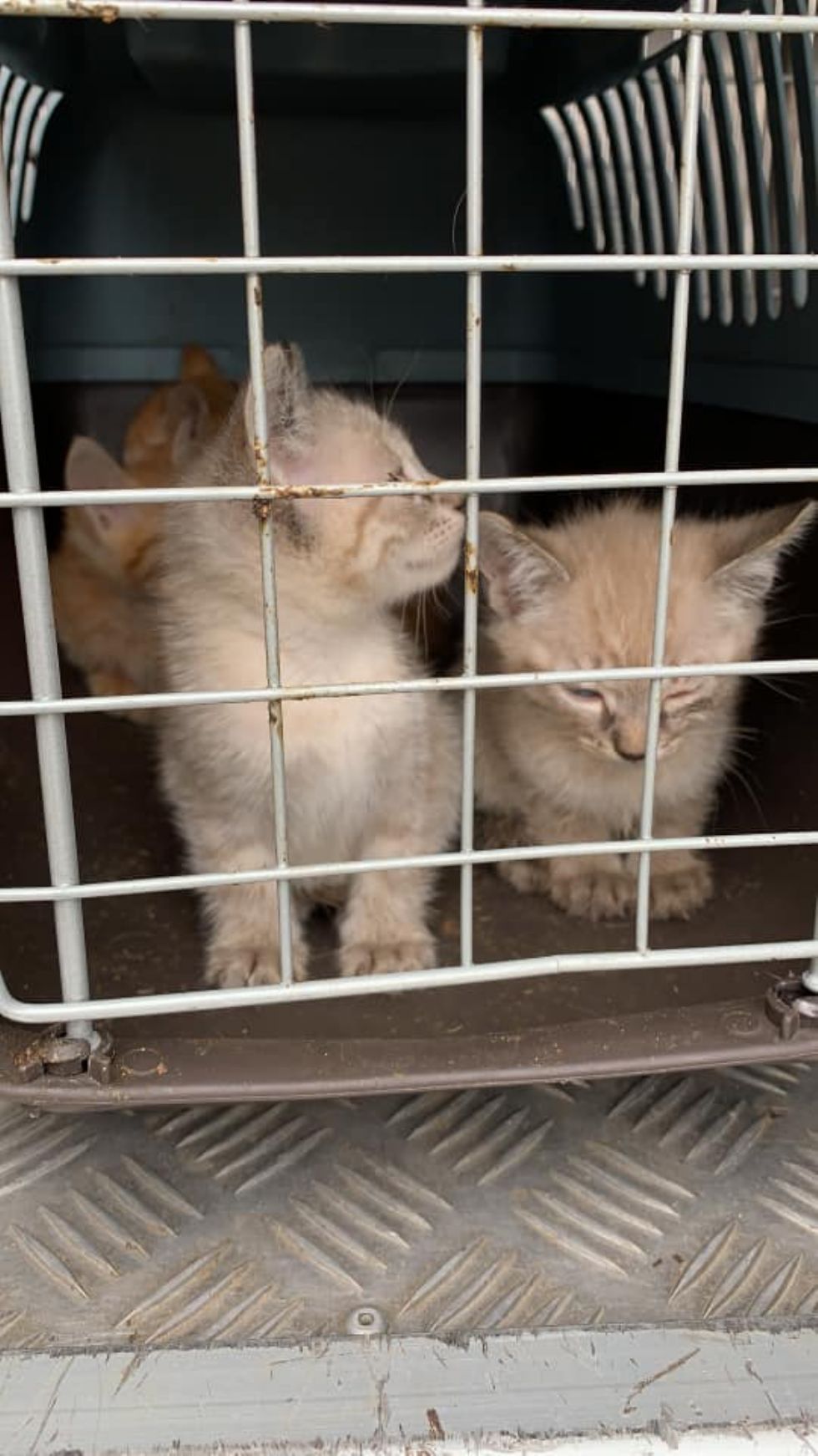 LA LOGGIA - Gattini e un cagnolino abbandonati a bordo strada