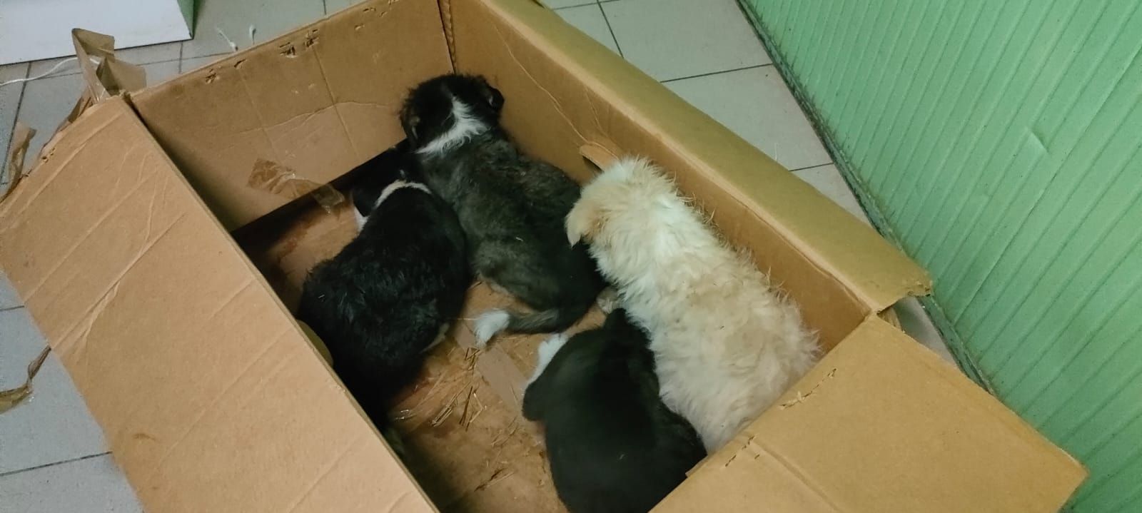 MONCALIERI - Cuccioli di cane abbandonati in uno scatolone di fronte al canile