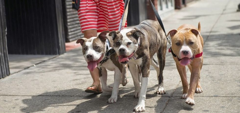 MONCALIERI - Aree cani sporche, l'associazione dona scopa e paletta dopo aver ripulito