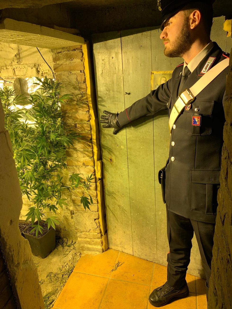 MONCALIERI - Madre denuncia il figlio che coltiva marijuana in casa