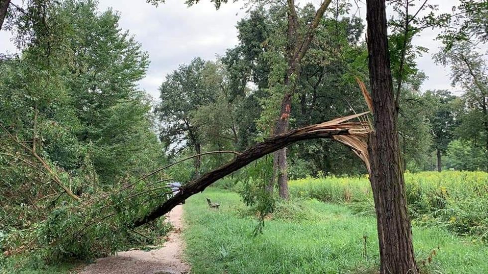 NICHELINO - Crollano gli alberi per il maltempo: chiuso il parco Boschetto