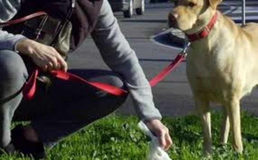 BEINASCO - Progetto del Dna canino per combattere le deiezioni non raccolte