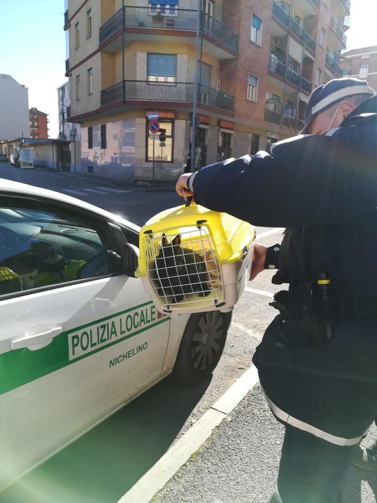 NICHELINO - Coniglietto abbandonato: lo salvano gli agenti della polizia locale