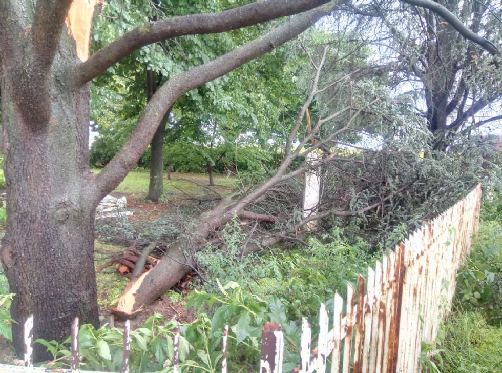 PIOBESI - Il forte vento abbatte due alberi: paura all'allevamento canino