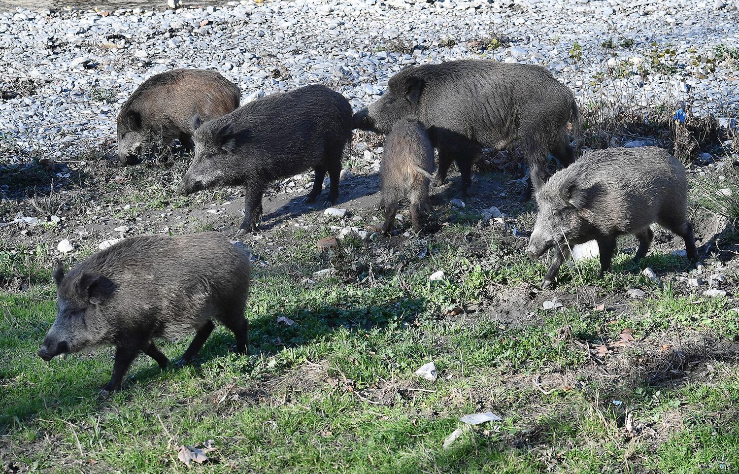 CINGHIALI Dura Presa Di Posizione Delle Associazioni Ambientaliste 