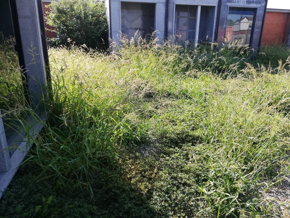 CARMAGNOLA - Erba alta al cimitero di Casanova, le proteste dei residenti