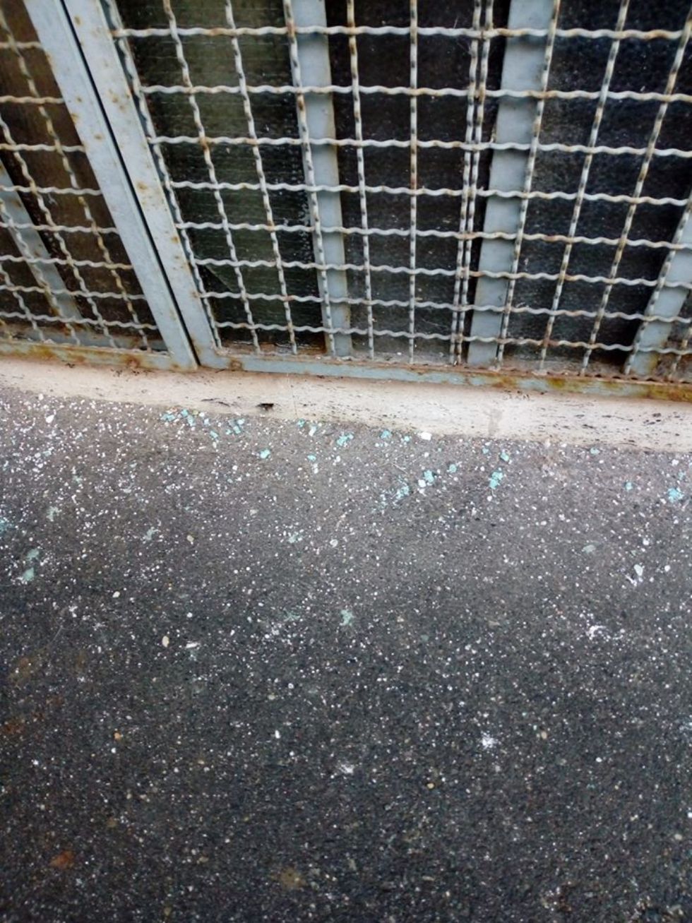 RIVALTA - Veleno agli angoli delle strade per colpire cani e gatti. Nuovo attacco agli animali