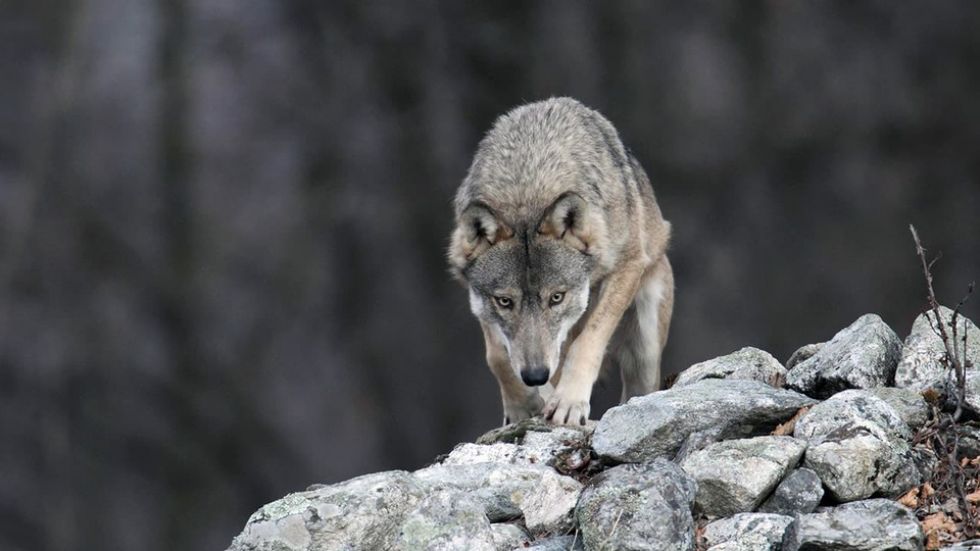 PIOSSASCO - Lupi al monte San Giorgio: Città Metropolitana avvia gli accertamenti
