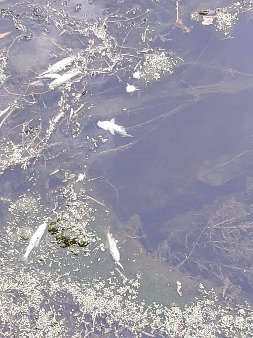 VIRLE - Moria di pesci nel canale dei Prati: chiazza nera nel corso d'acqua